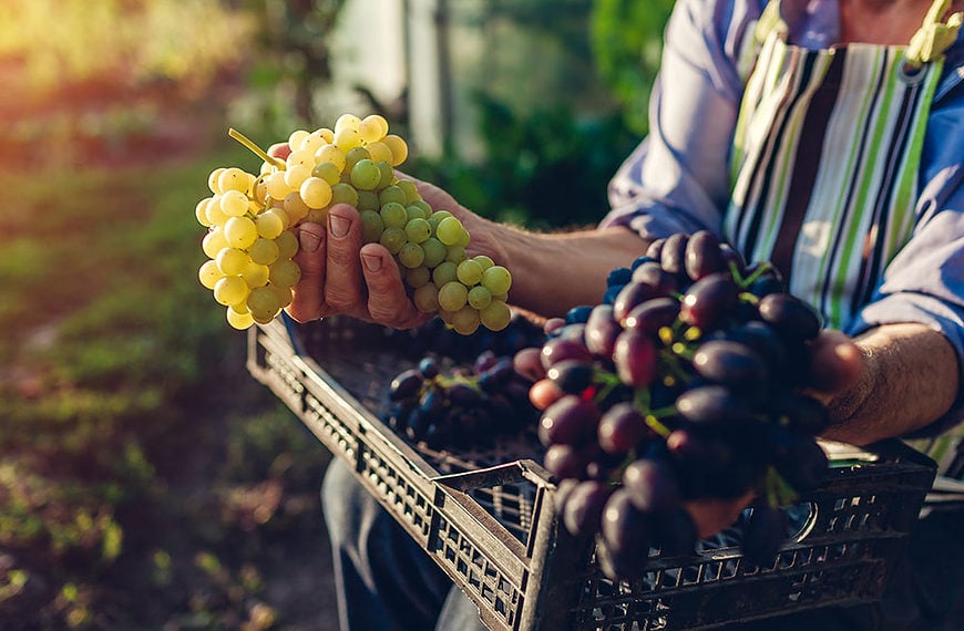 Slovenske avtohtone vinske sorte